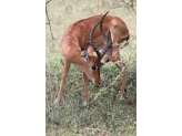 Tarangire & Ngorogoro