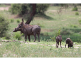 Tarangire & Ngorogoro