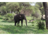 Tarangire & Ngorogoro