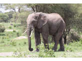 Tarangire & Ngorogoro