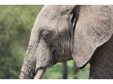 Tarangire & Ngorogoro