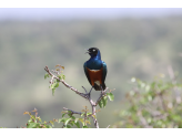 Tarangire & Ngorogoro