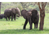 Tarangire & Ngorogoro