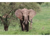 Tarangire & Ngorogoro