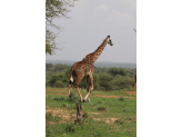 Tarangire & Ngorogoro