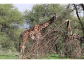 Tarangire & Ngorogoro