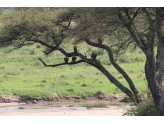 Tarangire & Ngorogoro