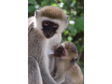 Tarangire & Ngorogoro