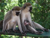 Tarangire & Ngorogoro