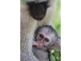 Tarangire & Ngorogoro