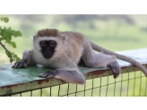 Tarangire & Ngorogoro