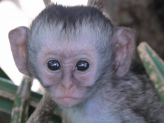 Tarangire & Ngorogoro