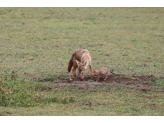 Tarangire & Ngorogoro