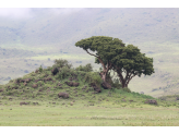 Tarangire & Ngorogoro