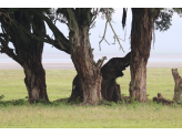 Tarangire & Ngorogoro