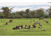 Tarangire & Ngorogoro