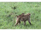 Tarangire & Ngorogoro