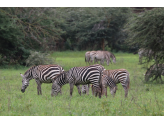 Tarangire & Ngorogoro