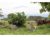 Tarangire & Ngorogoro