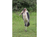 Tarangire & Ngorogoro