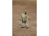 Tarangire & Ngorogoro