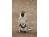 Tarangire & Ngorogoro