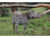 Tarangire & Ngorogoro