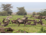 Tarangire & Ngorogoro