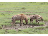 Tarangire & Ngorogoro