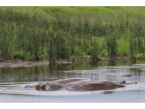 Tarangire & Ngorogoro