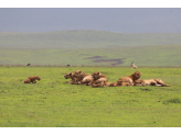 Tarangire & Ngorogoro