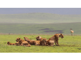 Tarangire & Ngorogoro