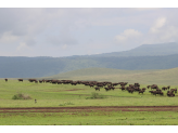 Tarangire & Ngorogoro