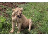 Tarangire & Ngorogoro