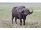 Tarangire & Ngorogoro