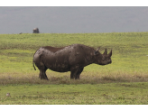 Tarangire & Ngorogoro