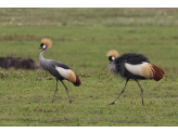 Tarangire & Ngorogoro