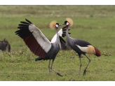 Tarangire & Ngorogoro