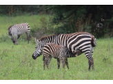 Tarangire & Ngorogoro