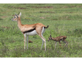 Tarangire & Ngorogoro