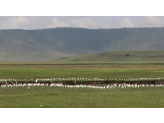 Tarangire & Ngorogoro