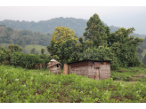 DR Congo (Gorillas & Volcano)