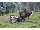 DR Congo (Gorillas & Volcano)