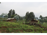 DR Congo (Gorillas & Volcano)