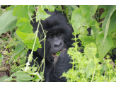 DR Congo (Gorillas & Volcano)