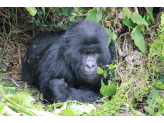 DR Congo (Gorillas & Volcano)