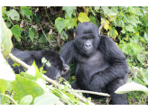 DR Congo (Gorillas & Volcano)