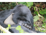 DR Congo (Gorillas & Volcano)