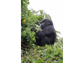 DR Congo (Gorillas & Volcano)