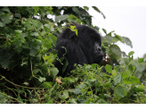 DR Congo (Gorillas & Volcano)